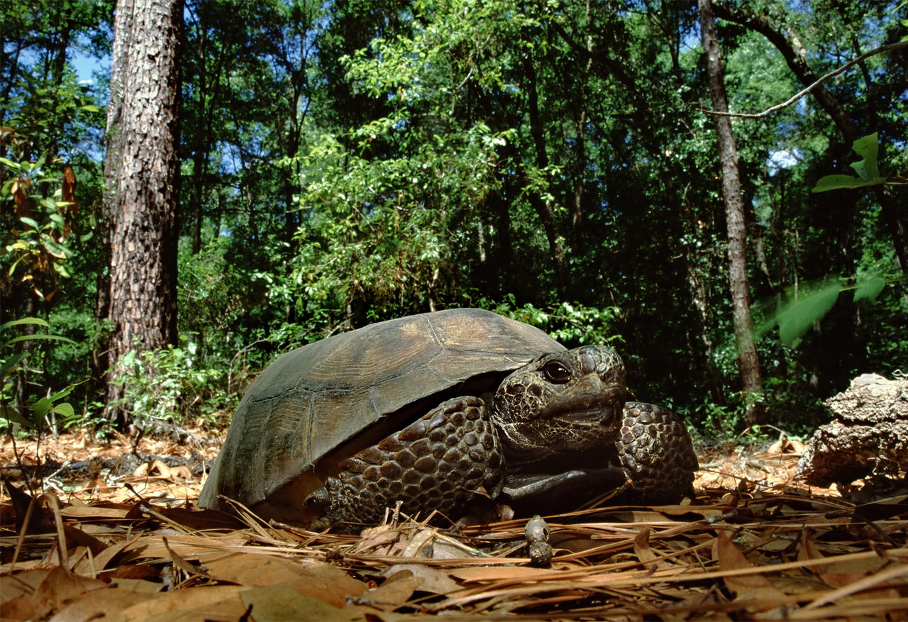 Gopher Tortoise By KennethCarson On DeviantArt
