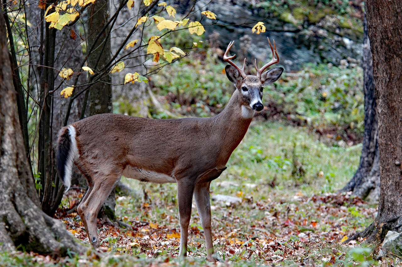Buck by KennethCarson on DeviantArt