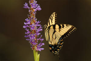 E. Tiger Swallowtail on Pickeral weed