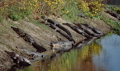 Suntan Swamp