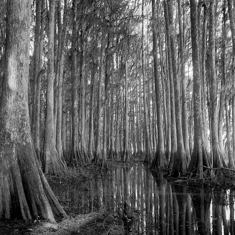 Cypress Swamp - Newnans Lake, Florida.