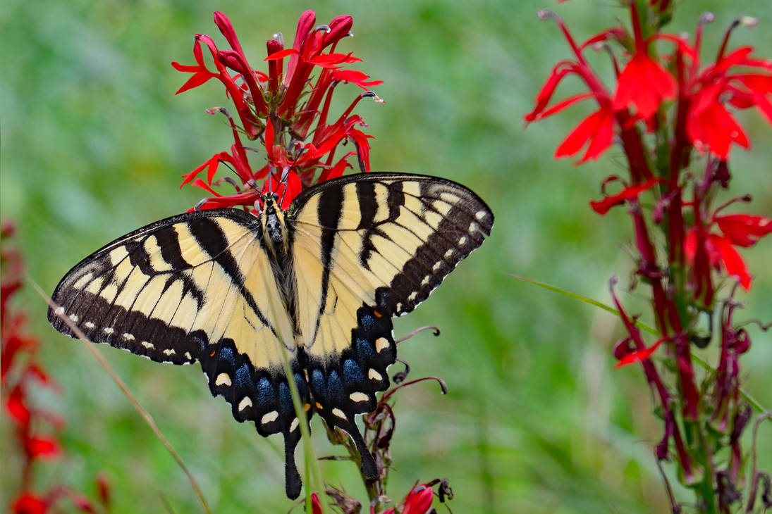 Tiger Swallowtail on Cardinal Flower