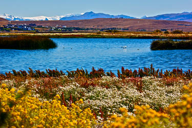 El Calafate Landscape