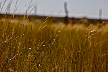 Dead Tall Grass