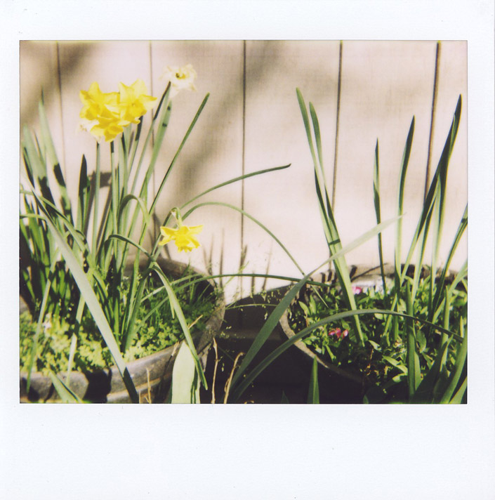 daffodils