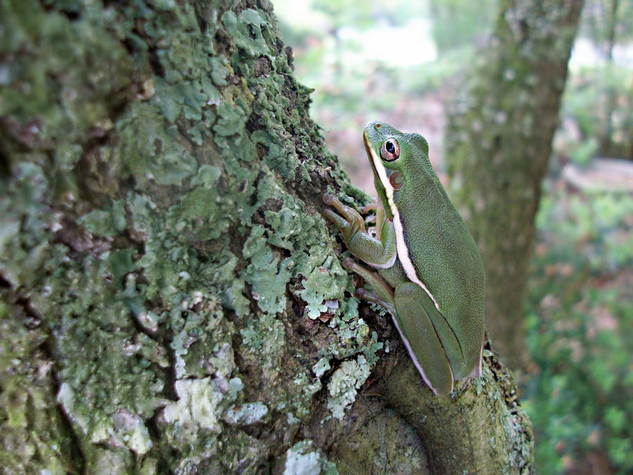 Ribbit Ribbit by Deathrowforever on DeviantArt
