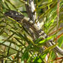 A Young Lizard