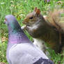 Pigeon and squirrel