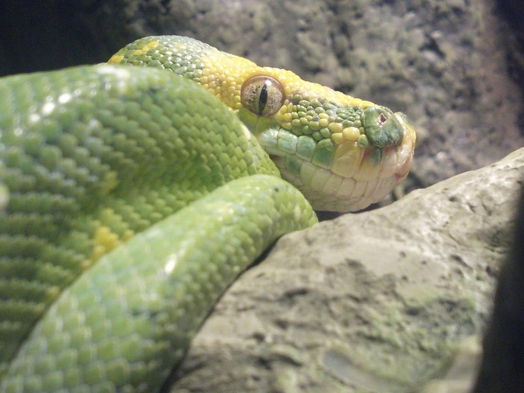 Female Green Tree Python by Smoke02 on DeviantArt
