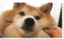 Shibe stamp