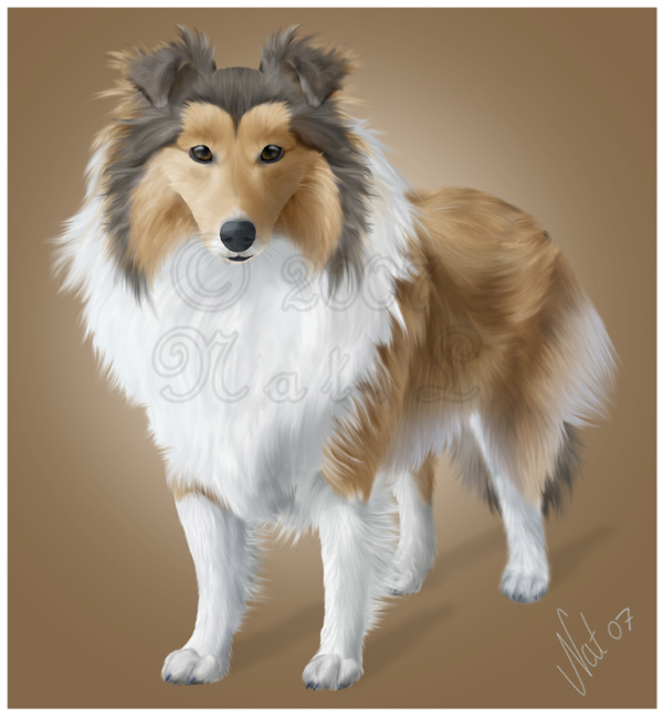 Shetland sheepdog