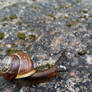 The snail 