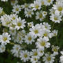 Cerastium arvense