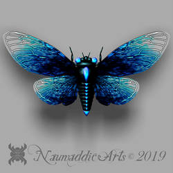 Cicada 003 - Blue - SMALL