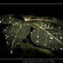 Leafy Droplets 4
