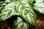 Green Leaves with White Spots