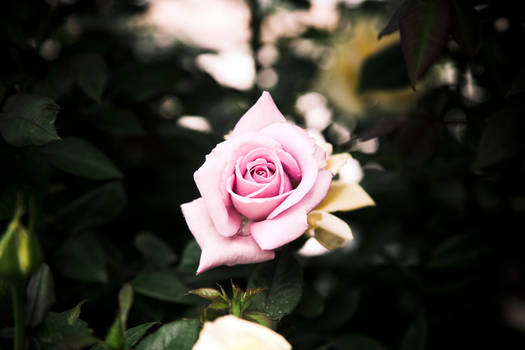 Wish Upon a Rose