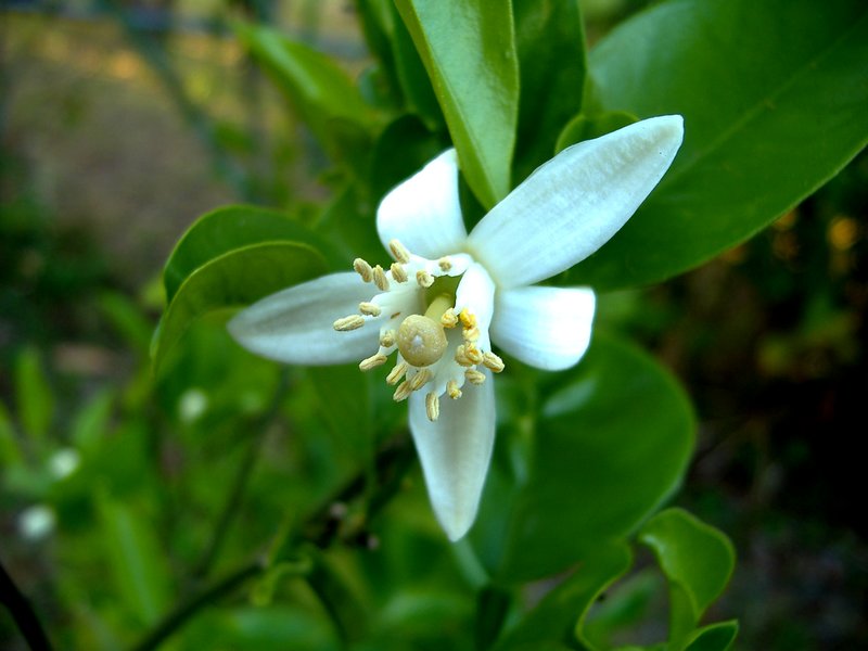 Orange-Blossom