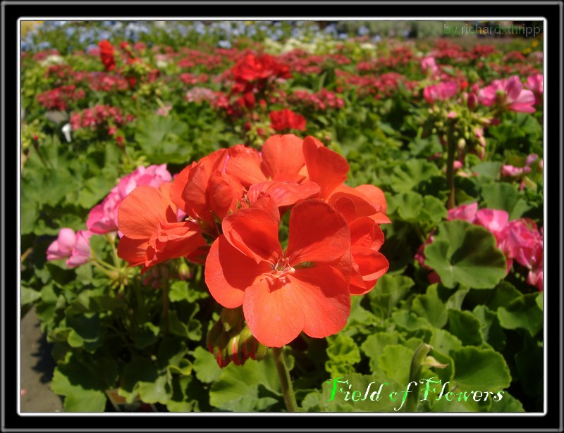 Field of Flowers