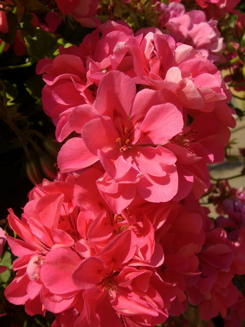 Hot-Pink Flowers