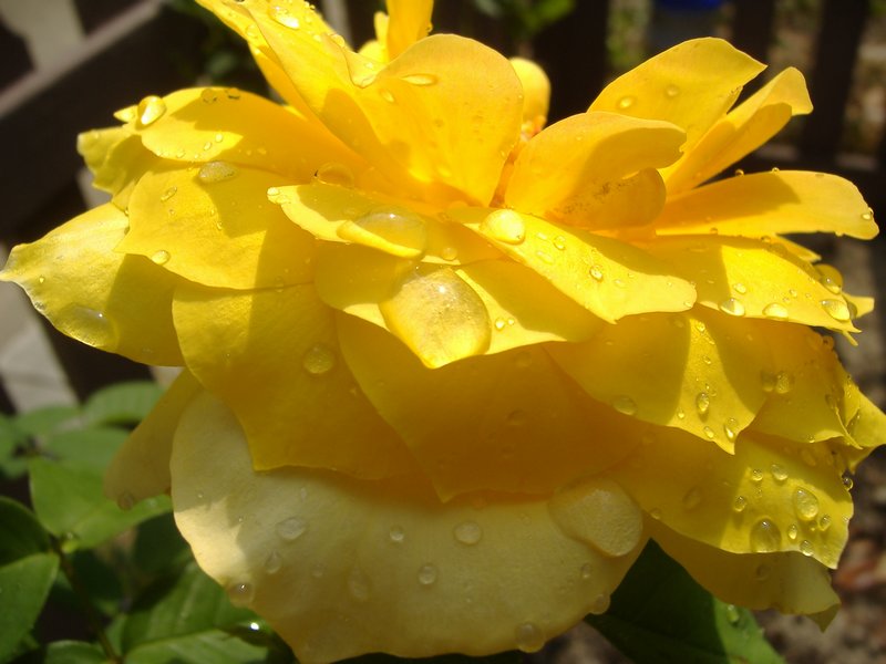 Wet Yellow Rose