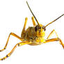 Yellow Grasshopper
