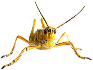 Yellow Grasshopper