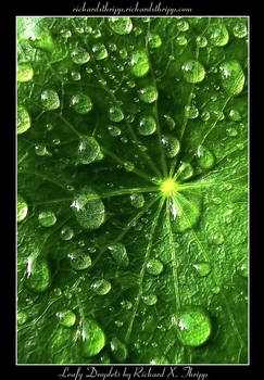 Leafy Droplets