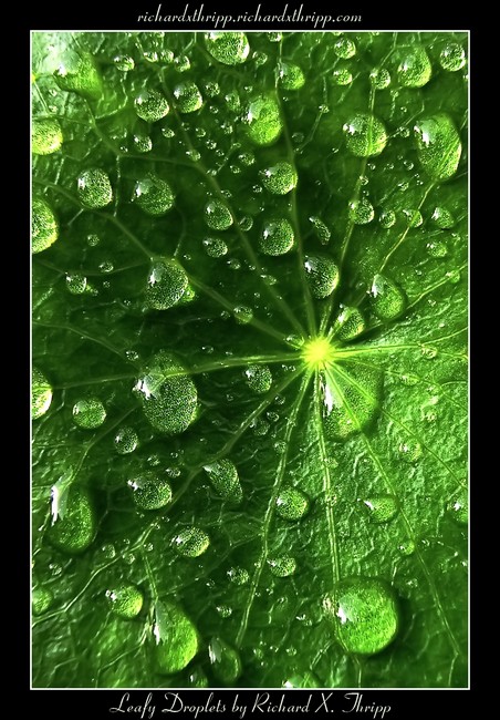 Leafy Droplets