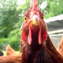 Rhode Island Red Hen