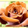 Rose of Orange