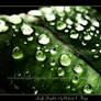 Leafy Droplets 3