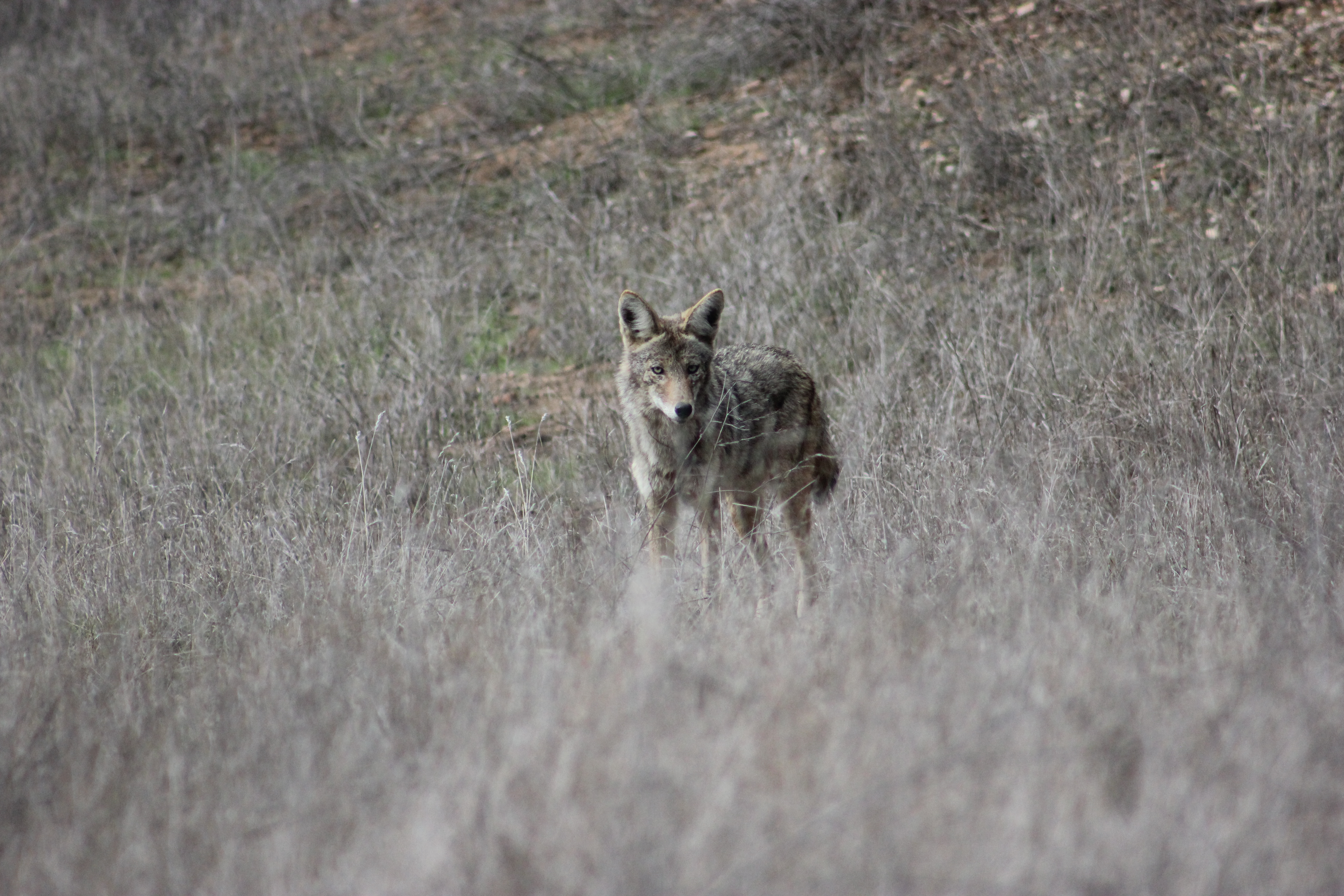 Photogenic Coyote?