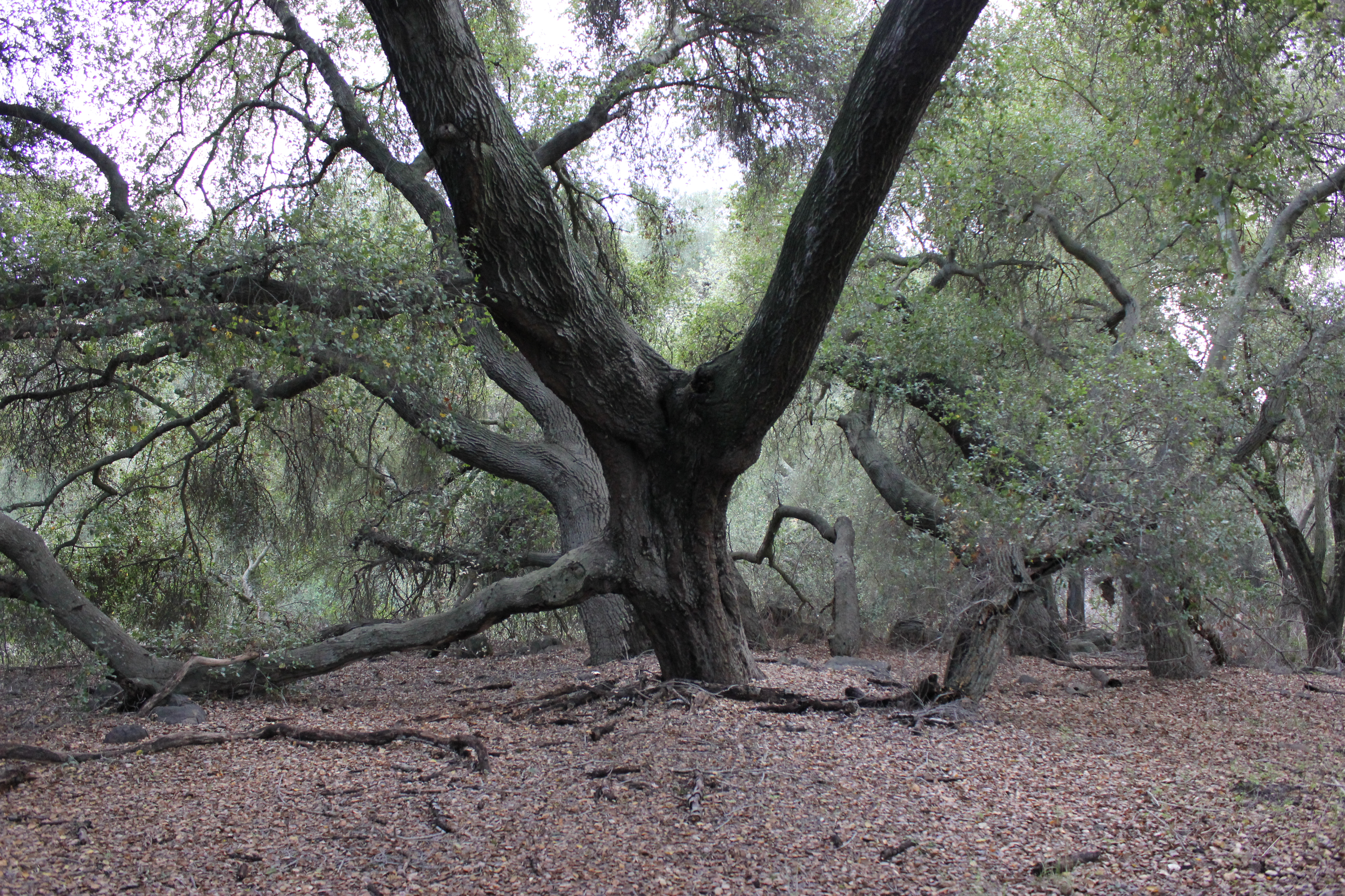 Elder of the Forest