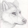 Wolf Sketch