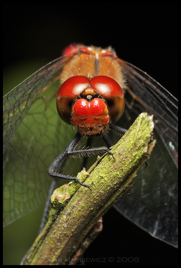 Sympetrum sanguineum