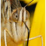 Vanessa cardui