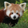 Red Panda