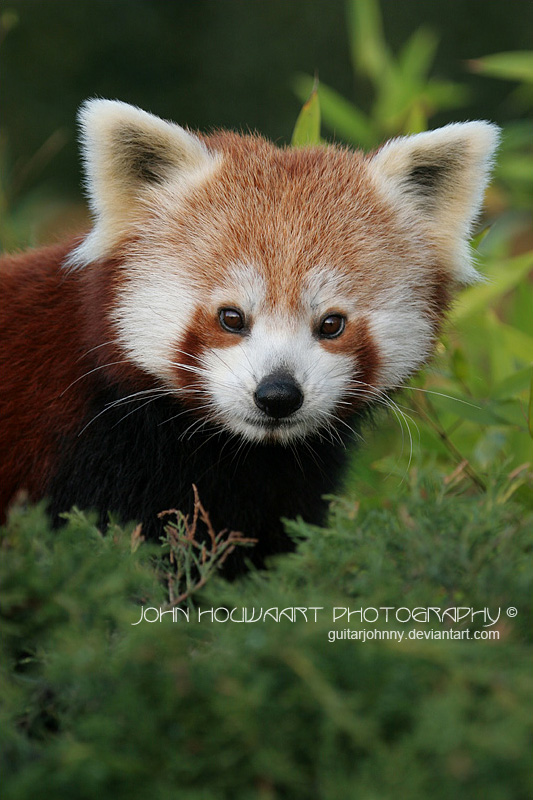 Red Panda