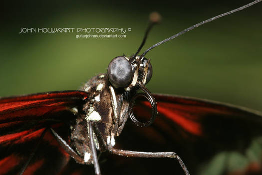 Tiger Longwing