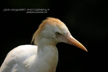 Cattle Egret