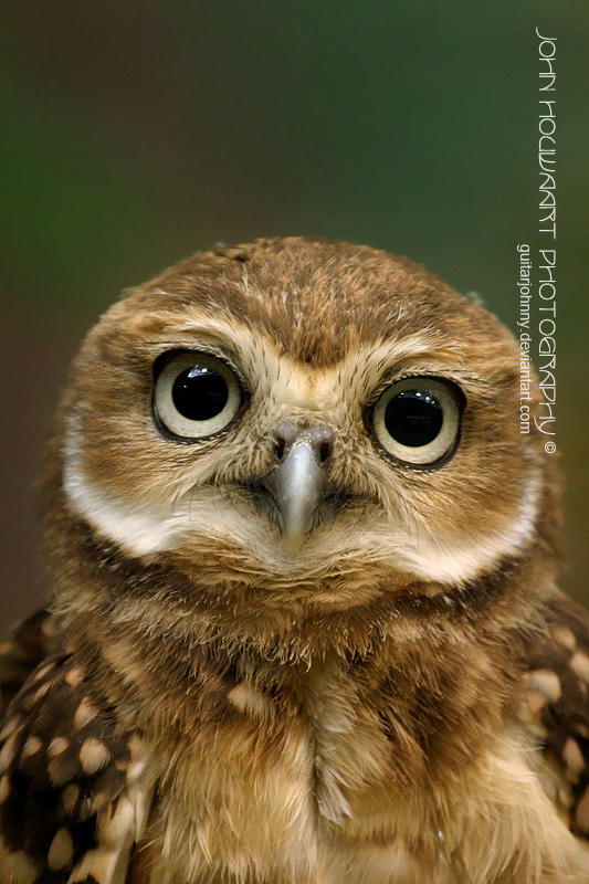 Burrowing Owl