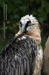 Bearded Vulture by guitarjohnny