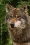 Wolf Portrait by guitarjohnny