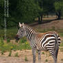 Wild Stripes