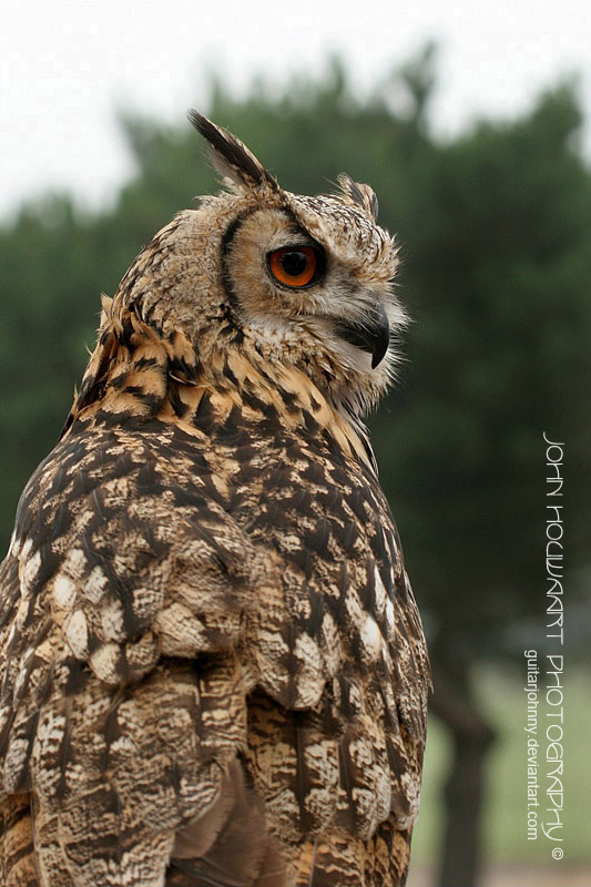 Eagle Owl