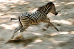 Sprint by guitarjohnny