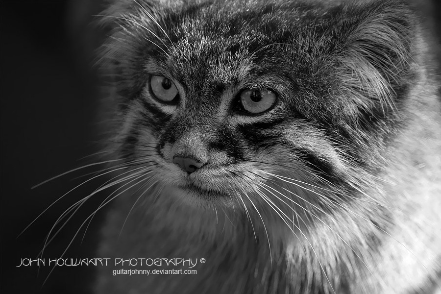 Feline Manul