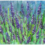 Lavander