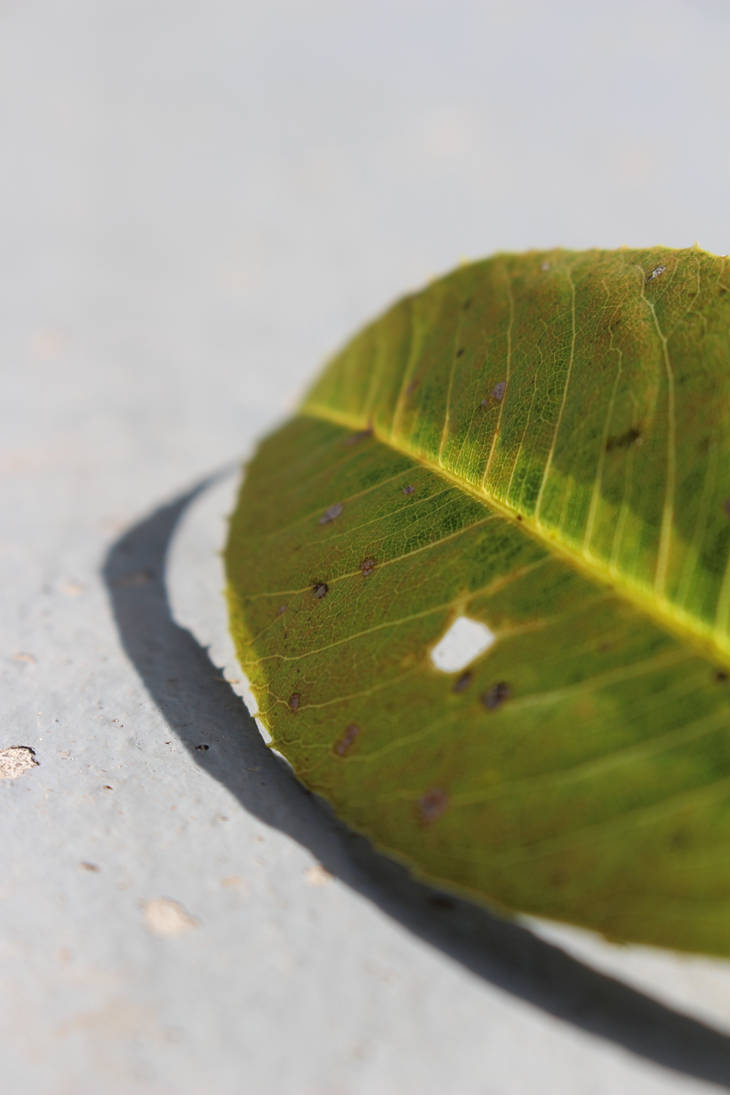 Sharp SHadow by Flower-of-Art on DeviantArt